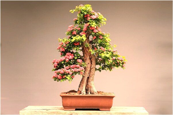 夢到了娘家房頂起火是什麼徵兆_周公解夢官網