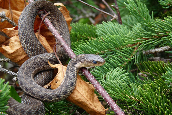 夢見群蛇是什麼意思_周公解夢