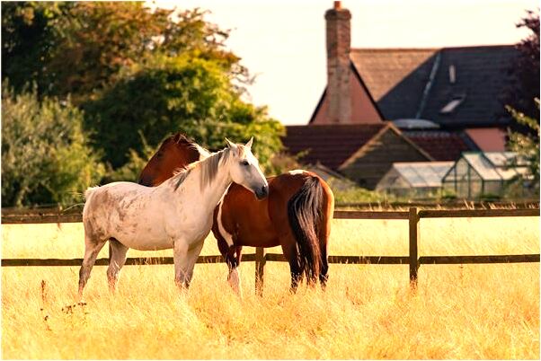 夢見被兩條蛇咬把蛇殺死有什麼含義_周公解夢官網