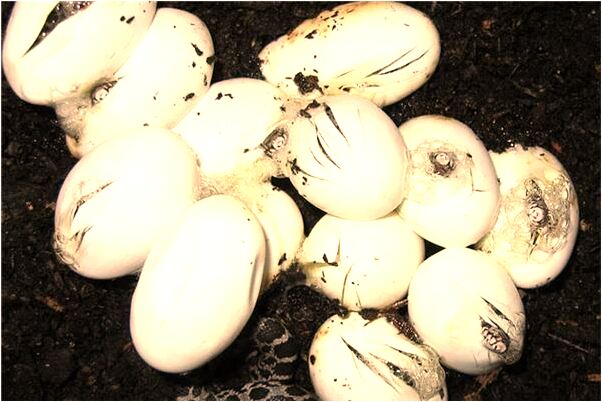 夢到貨款不好拿回來是什麼意思？_周公解夢官網