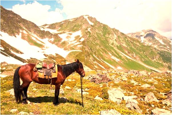夢到有人要送我酒和茶是啥意思_周公解夢官網