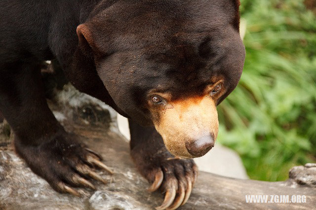 夢見父母找我回家_周公解夢夢到父母找我回家是什麼意思_做夢夢見父母找我回家好不好_周公解夢官網