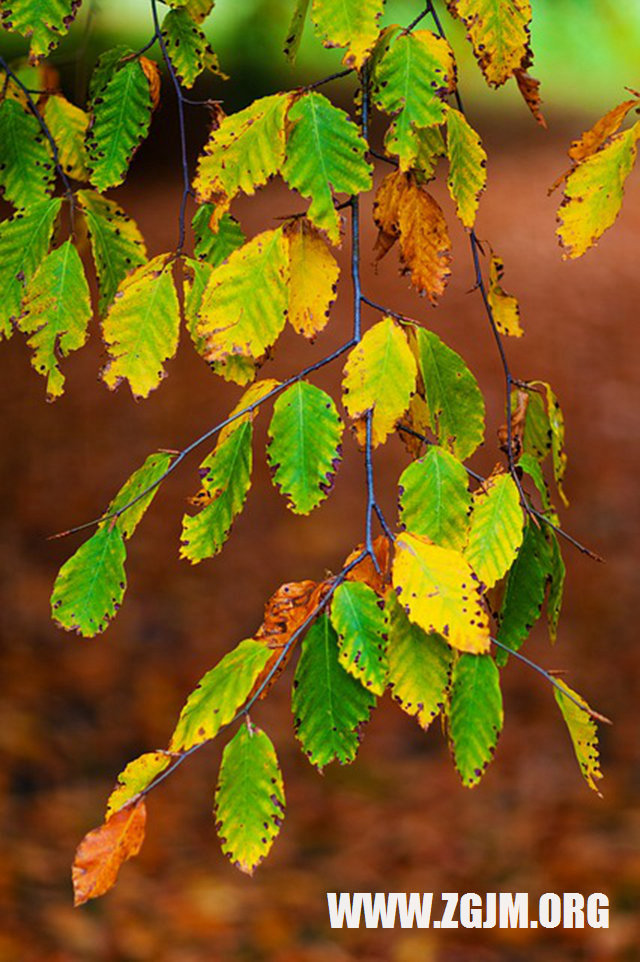 夢見排隊理髮_周公解夢夢到排隊理髮是什麼意思_做夢夢見排隊理髮好不好_周公解夢官網