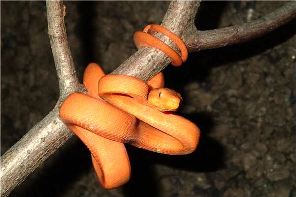 夢到了同學掉頭髮成禿頭是什麼徵兆_周公解夢官網