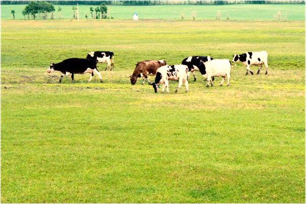 夢見自己屋頂漏水有什麼預兆_周公解夢官網