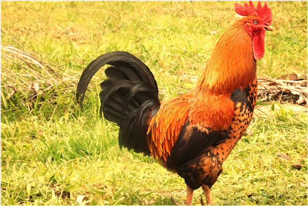 夢到夢和情人回家預兆了什麼嗎_周公解夢官網