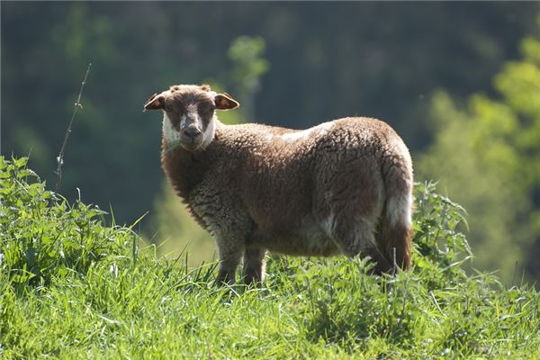 1967年屬什麼生肖_十二生肖