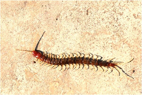 夢到了掛紅燈籠是凶兆還是吉兆_周公解夢官網