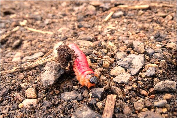 夢到了從屋裡出去就看到狐狸有什麼徵兆_周公解夢官網