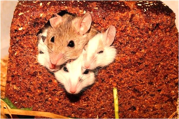 夢到了男友向弟弟借錢是什麼意思_周公解夢官網