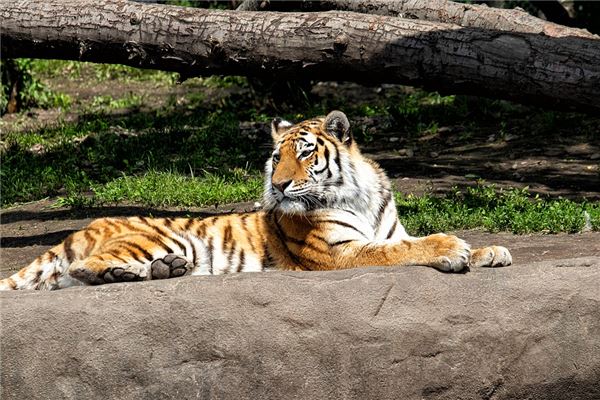 2020屬虎人全年運勢_十二生肖