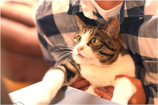 夢到夢從高處墜下是好是壞_周公解夢官網