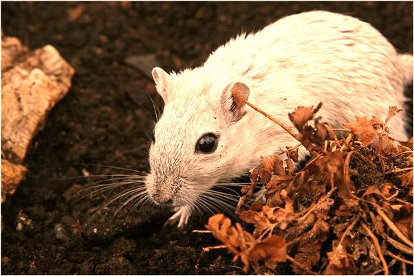 夢到了醉酒後被人侵犯會有什麼預兆_周公解夢官網