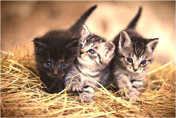 夢到兩蛇爭鬥有什麼意思嗎_周公解夢官網