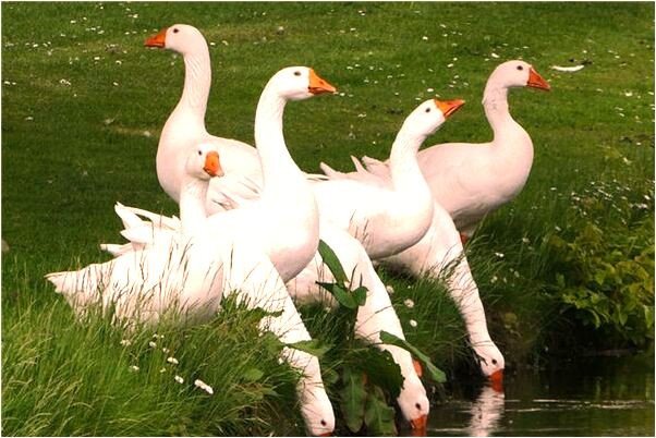 夢見姐姐生小孩有什麼預兆_周公解夢官網