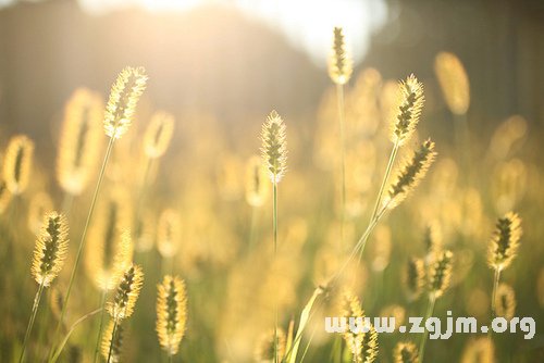 最愛粘著女友的星座男生_十二星座