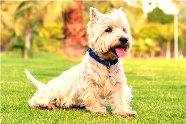 夢到了開店做店長有什麼意義嗎_周公解夢官網