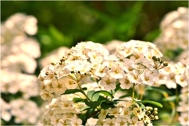 夢見白龍飛上東山是什麼預兆_周公解夢官網