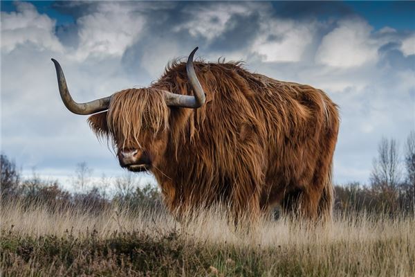 73年2020年牛每月運程_十二生肖