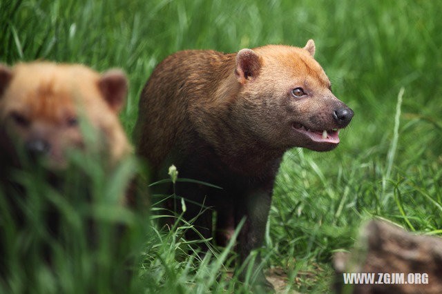 夢見吃撐死了_周公解夢夢到吃撐死了是什麼意思_做夢夢見吃撐死了好不好_周公解夢官網