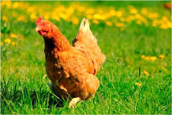 夢到二子掉水裡什麼寓意_周公解夢官網