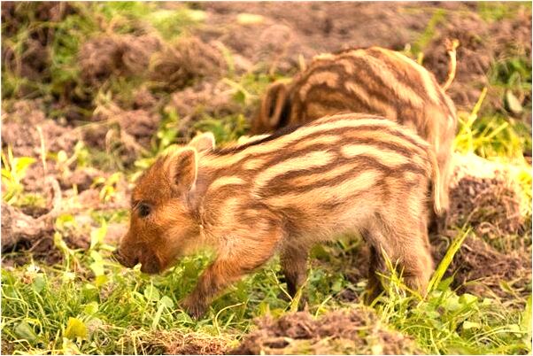 夢見沒有山是什麼意思_周公解夢官網