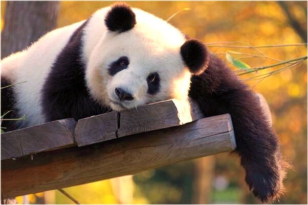 夢到風水師給我改名代表什麼_周公解夢官網