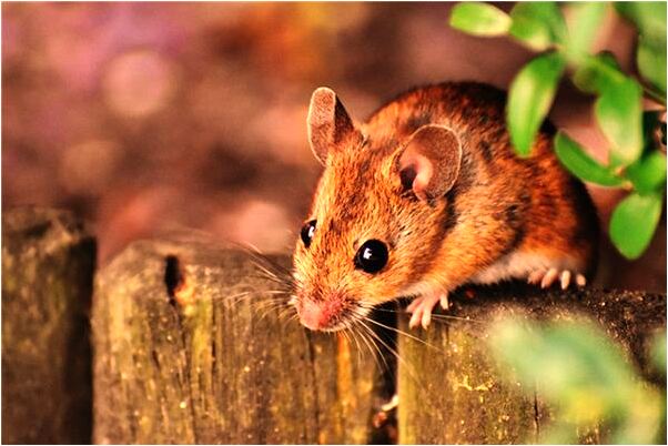 夢到左右腳中槍是好事還是壞事_周公解夢官網