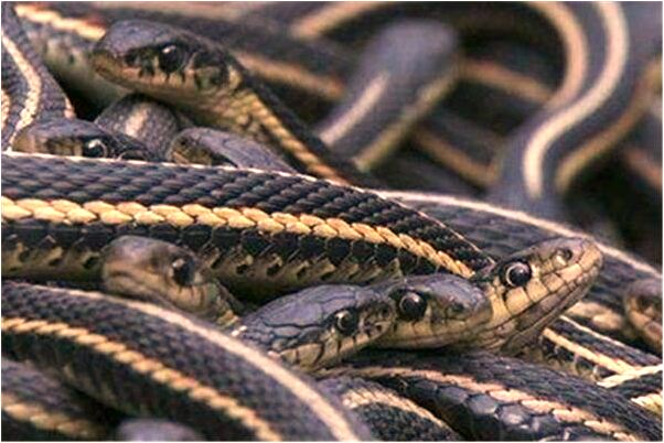 夢見去酒吧是什麼預兆_周公解夢官網