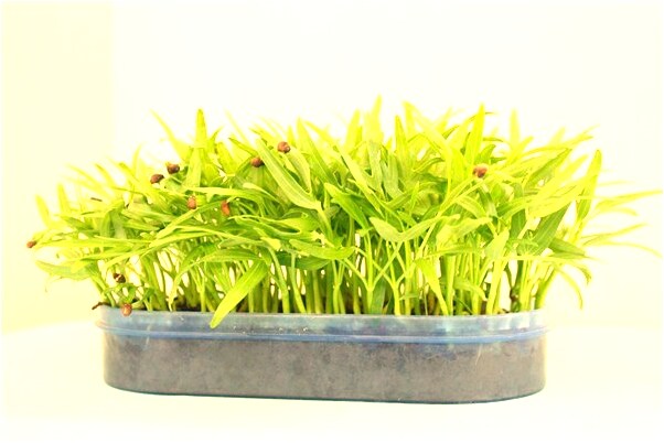 夢見自己死了變鬼是好事還是壞事_周公解夢官網