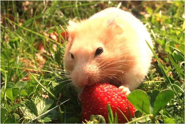 夢到摘葡萄和摘大蘋果預示了什麼_周公解夢官網