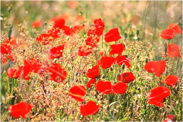 夢到了員工結婚是吉兆嗎?_周公解夢官網
