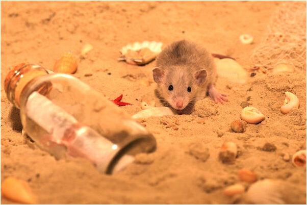 夢見老人吃棗代表著什麼_周公解夢官網