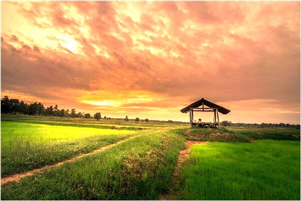 夢見羊進家被趕出去了是什麼預兆_周公解夢官網