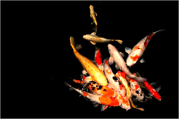 夢到一家人吃魚會是什麼預兆_周公解夢官網