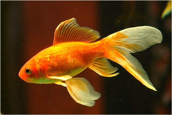 夢到哥哥家的金子被偷預示什麼_周公解夢官網