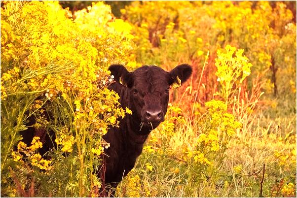 夢見有眼屎並擦乾淨是好的徵兆嗎_周公解夢官網