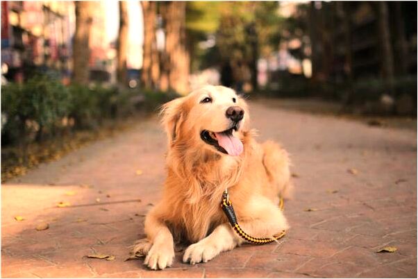 夢見舊日心碎的情人意味著什麼_周公解夢官網