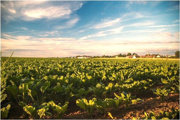 夢到貓把老鼠吃了啥意思_周公解夢官網