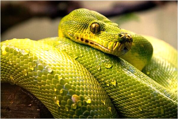 夢到了同一個女人幫我洗頭是凶兆還是吉兆_周公解夢官網