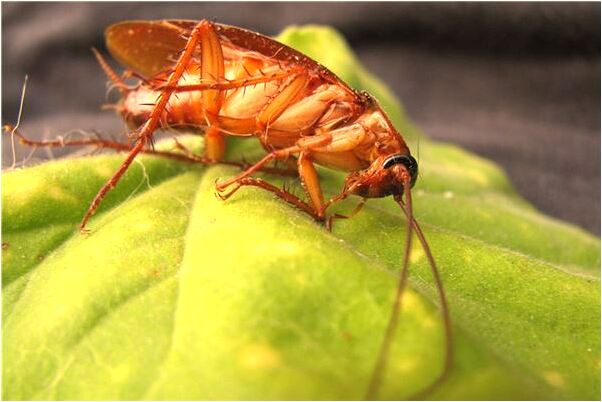 夢到了右手大拇指指甲蓋掉了是不是好的徵兆呢_周公解夢官網