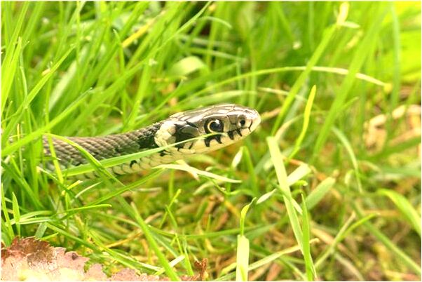 夢到了自己變孤魂野鬼有什麼含義_周公解夢官網