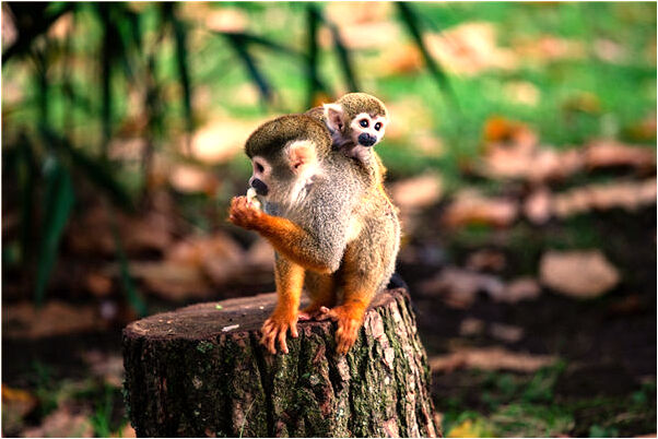 夢到了過拔出頭髮是凶兆還是吉兆_周公解夢官網