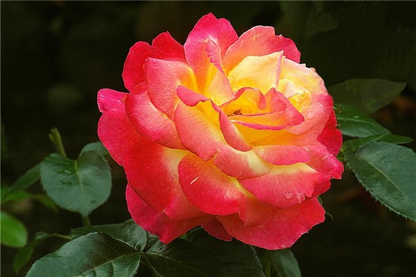 夢見喜歡的東西預示什麼_周公解夢