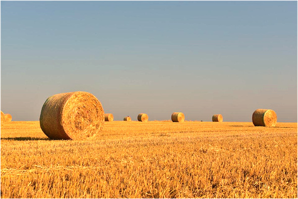 夢到地上曬著綠豆芝麻是好的徵兆嗎_周公解夢官網