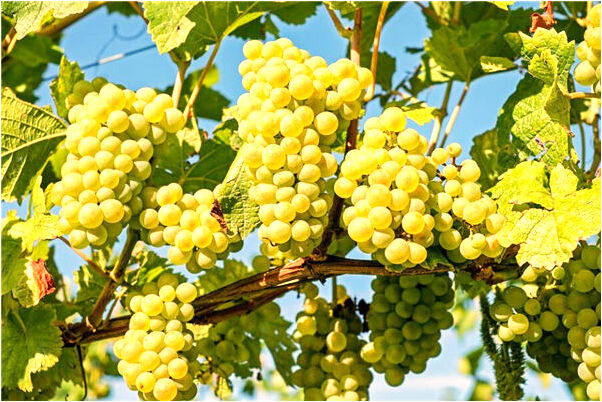 夢到把男友手機摔碎了螢幕怎么說_周公解夢官網