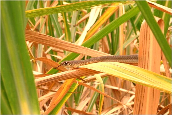 夢到朋友害我我卻殺死了朋友有什麼意義嗎_周公解夢官網