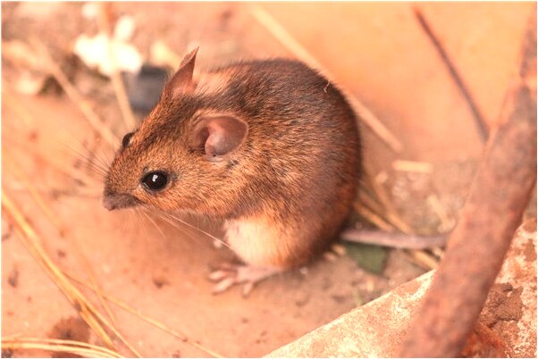 夢到左手大拇指被蛇咬是什麼意思_周公解夢官網