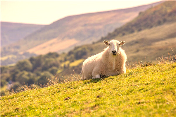 夢見自己用打火機打著火意味什麼_周公解夢官網