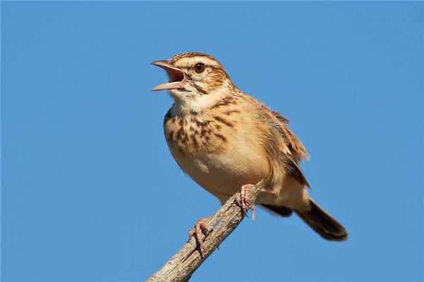 夢見雲雀:飛翔者吉,受傷或死去則凶_周公解夢